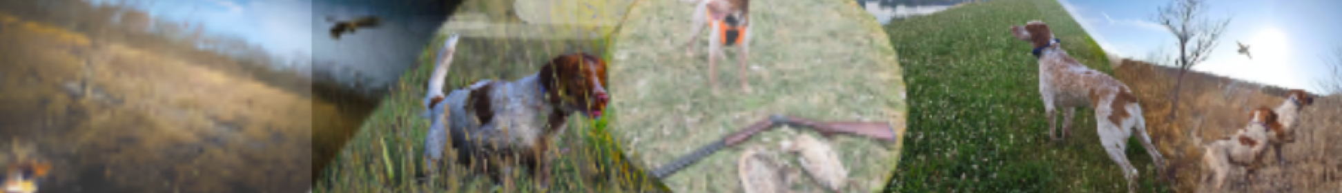 A collage of images featuring a dog running on grass, a person walking a dog, and a dog standing near a fence.