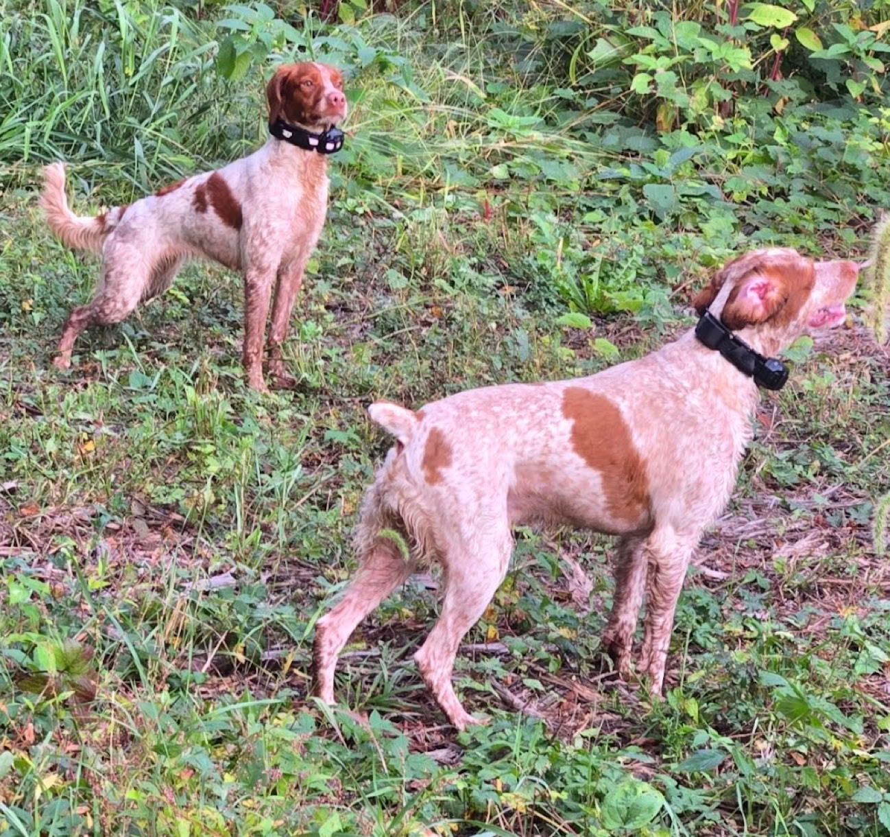 Two dogs with brown and white coats standing on grass, both wearing collars, surrounded by greenery.