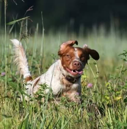 A brown and white dog running through a grassy field with its tongue out.